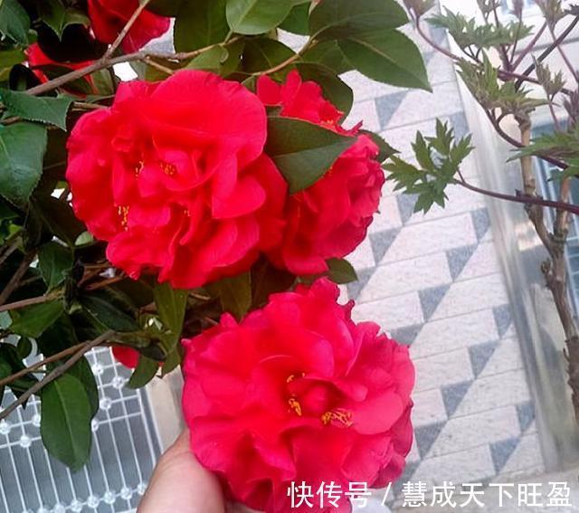 月季|放弃月季吧,此花浇水就能活,赛过牡丹,抗旱又扛冻