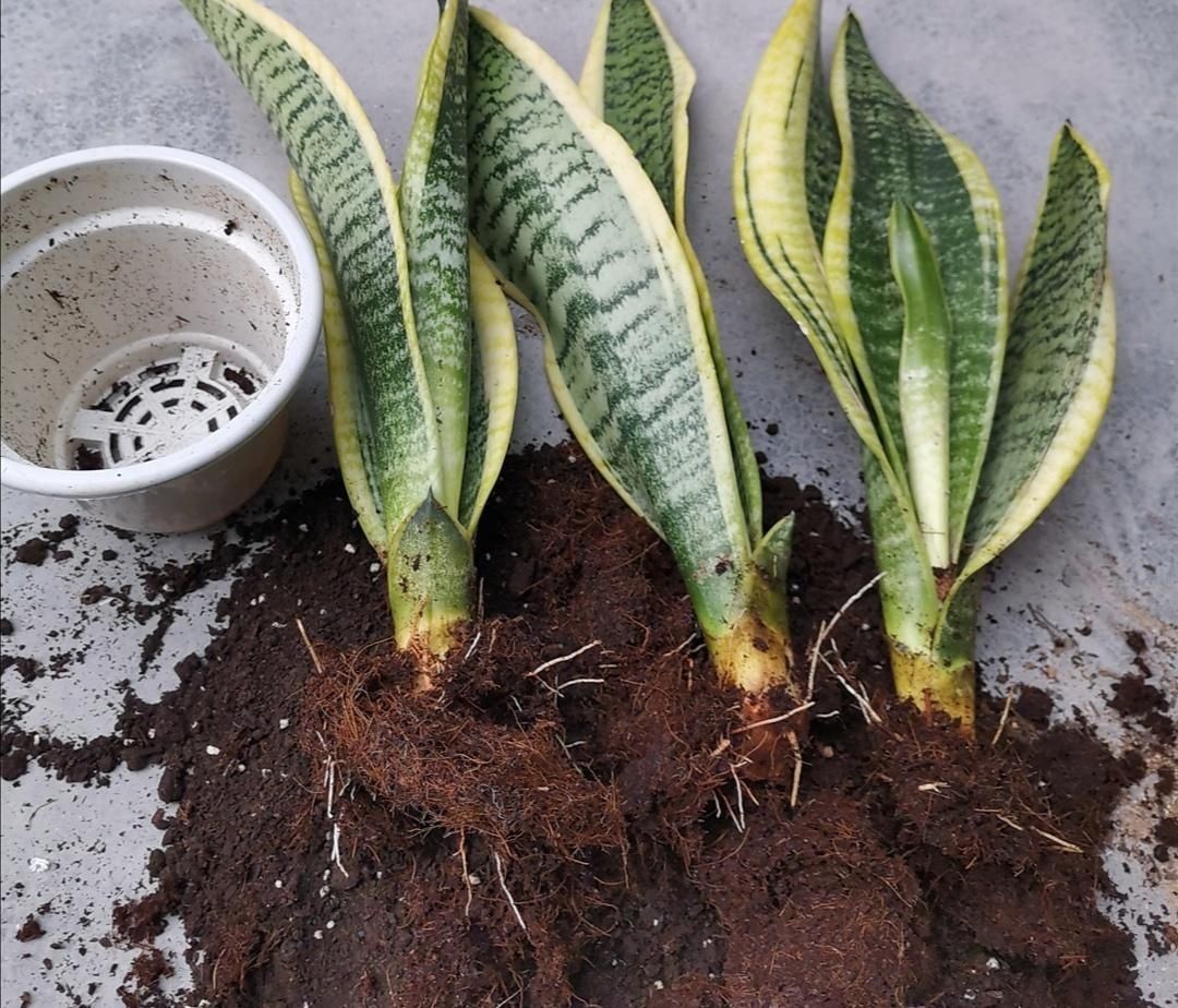 材料|旧花土不要扔,简单处理,掺上几种料,又成很好的“营养土”