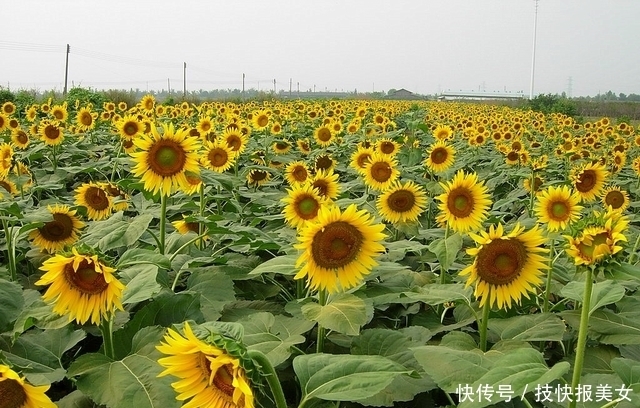 大片|三生三世十里桃花，花海何处寻？这些地方能见到最美花海！