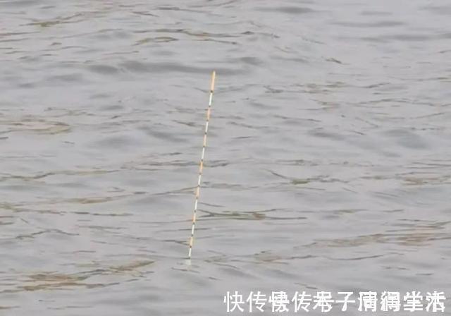 野钓|野钓走水老是“阴漂”怎么办？老钓友告诉你哪种的浮漂最好用