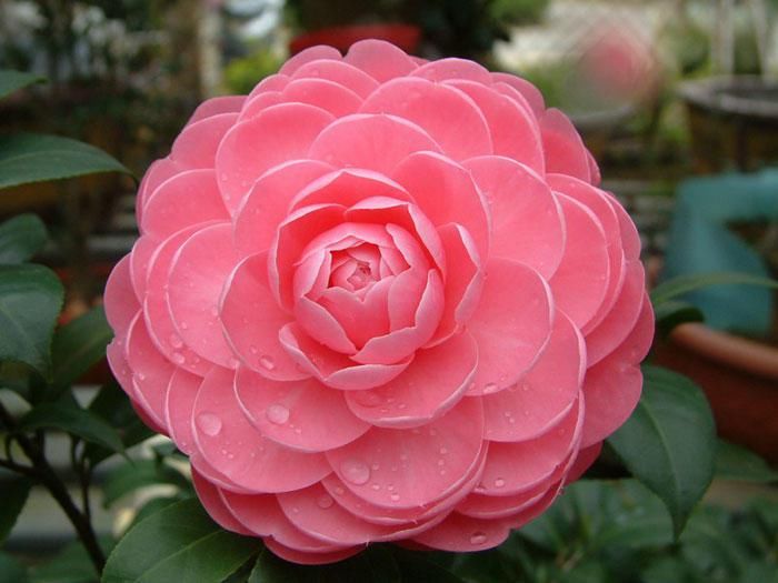  花苞掉落|茶花好不容易在秋冬冒出花苞，没几天就掉光了，哪里出了问题