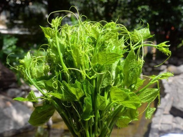 缺乏症|提醒大家此菜正当季，还不要钱，遇到多吃些，对脾胃好又排毒