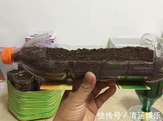 塑料瓶养花可当扦插神器、浇水壶、简易花盆,用途甚广!