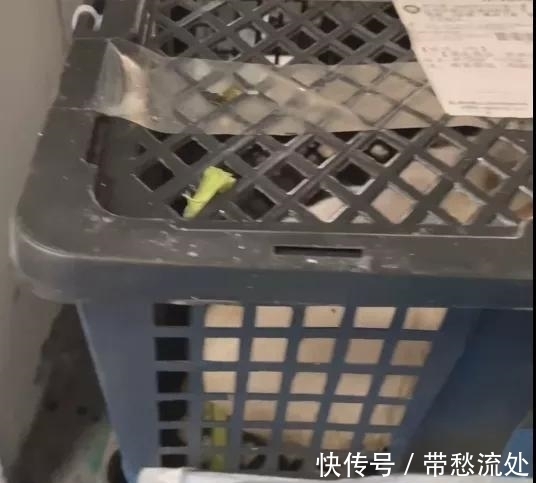 up主|隐秘的电商生意：我花35块网购，收到一具尸体