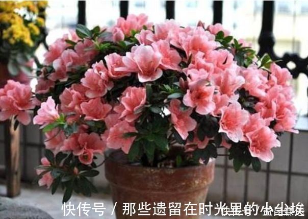 美人花|养花就养这几款,美观大方,叶色浓绿,花色绚烂丰富