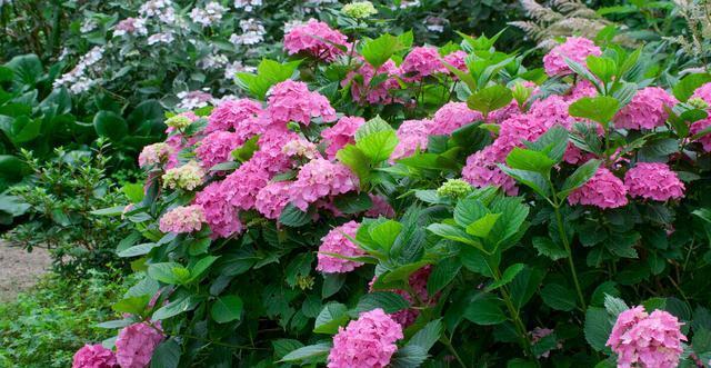 大丽花|五种花开花就变成“球”,好看好养还不挑地方,家里养一盆正合适