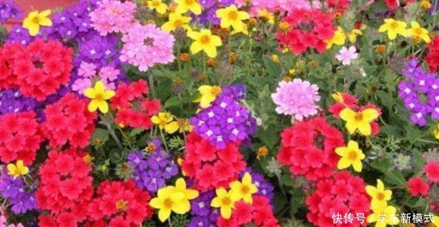 院子里养1种花,开出的花朵小巧秀美,比太阳花还漂亮!