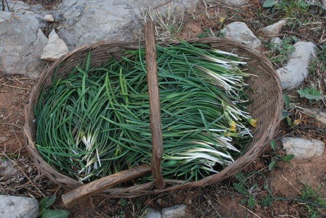 这野草看着像大蒜，其实价值更高，野生的不多见，人称“绵枣”