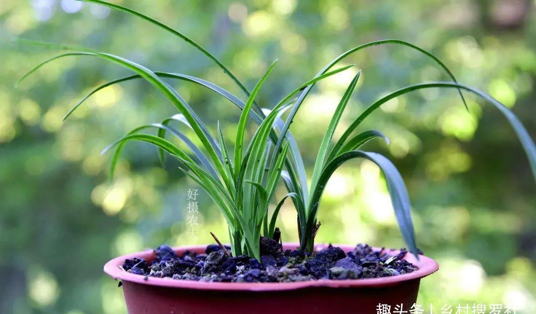 季节|三分种、七分养,芒种时节的兰花,如何养出浓绿的叶子?