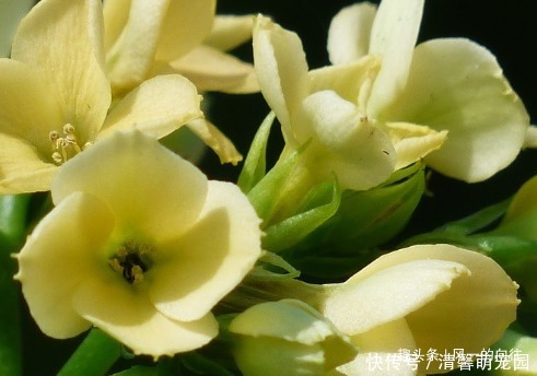 家养长寿花总是不开花学会这三个小技巧,轻松花开爆满盆