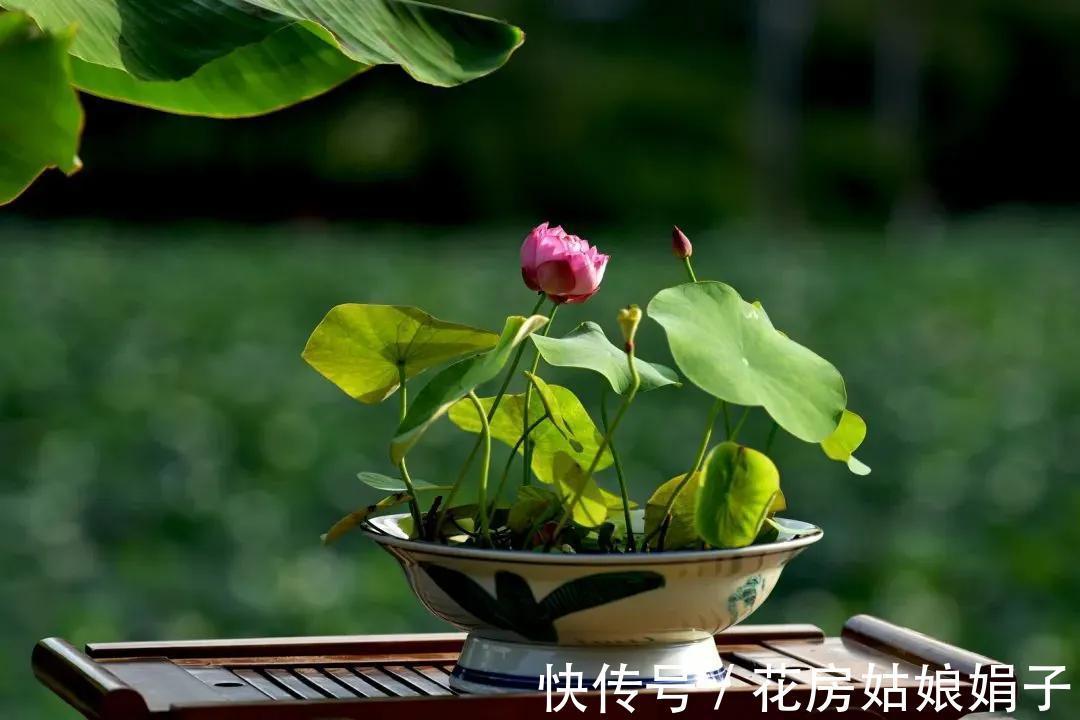 养分|葳蕤俏丽如碗莲，为何只长叶不开花？为你揭开8个不开花的原因