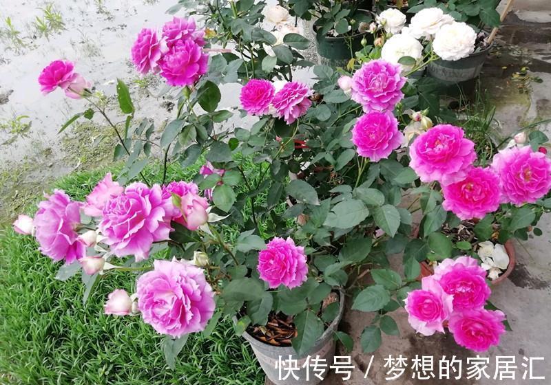 绿化带|4种“娇气花”楼房里总养死?扔在家门口,顿时枝繁叶茂,开花旺