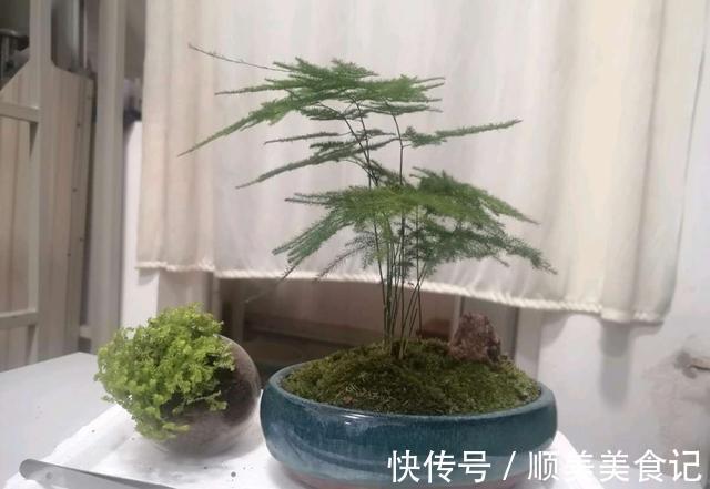 空气|俗话说人养花,花养人,这5种花放在家里好处多,全家老少更健康