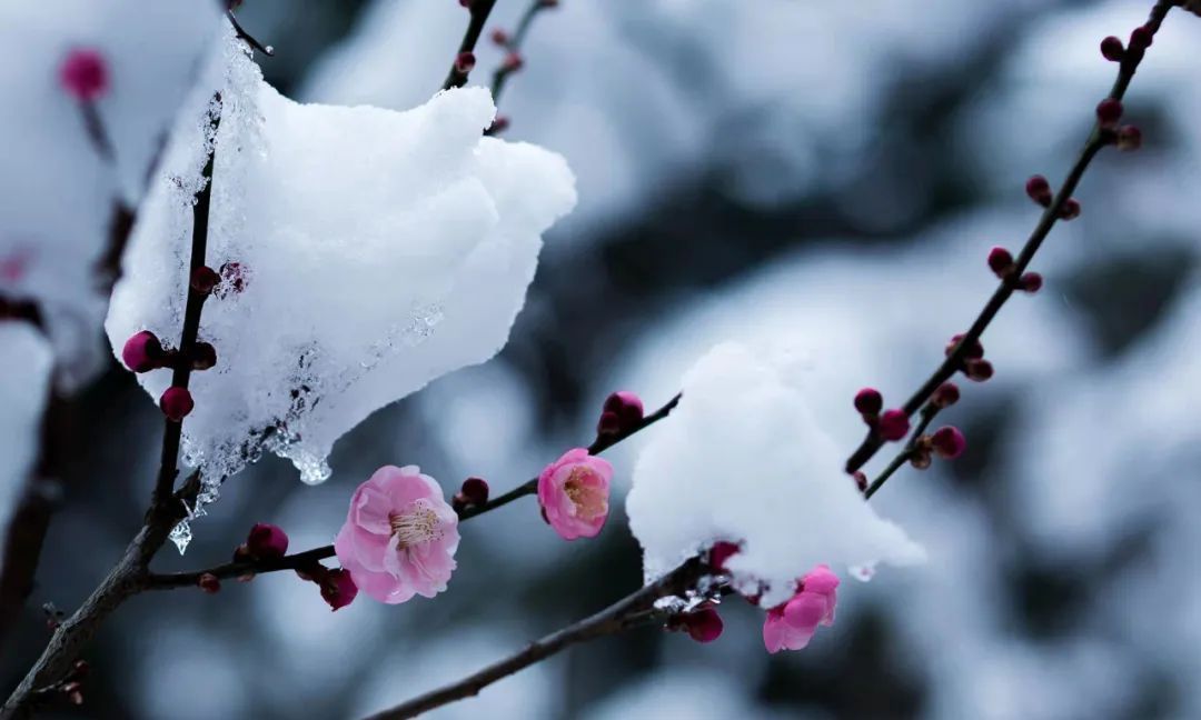 山泉煎茶有怀#诗词里的冬天,美得令人怦然心动