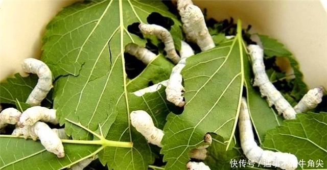 做礼物、做衣服、搞玄学,小小蚕丝为何在先秦发挥大大作用?!