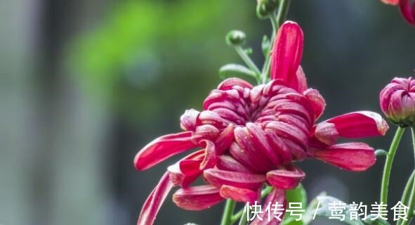 幸福树|喜欢养花，不如养盆香妃茶花，开花色香俱全，花期还长，超美