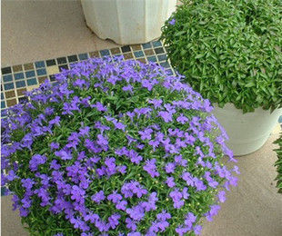 观赏|春暖花开来养花,六倍利这样养,花开爆盆长观赏