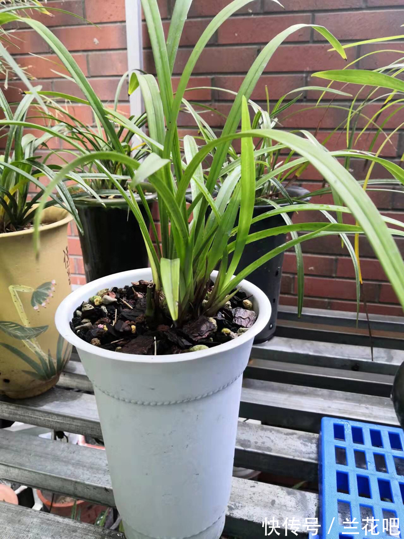 我找到了兰花植料的感觉,不同情况,不同的配方