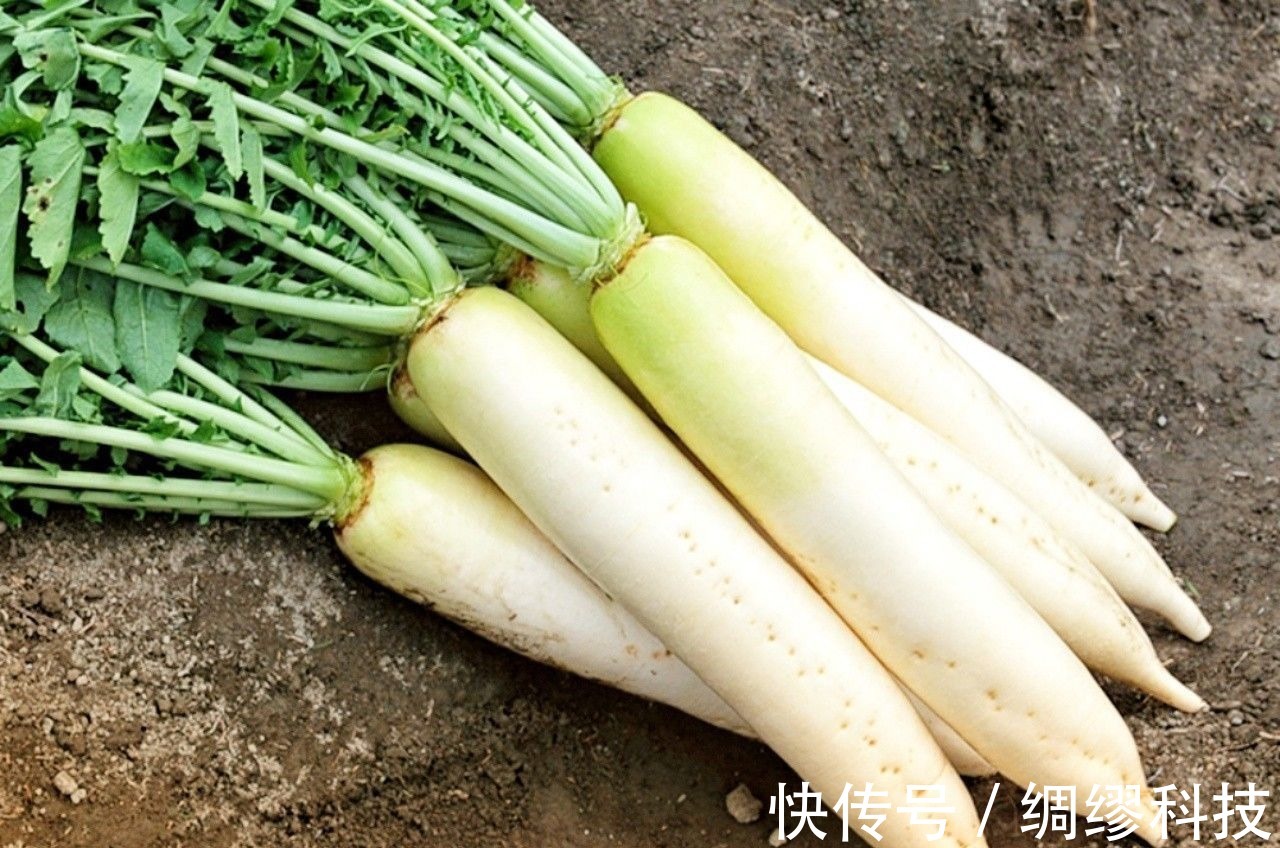 秋季|冬瓜、南瓜靠边站,9月该吃这菜了,配牛羊肉炖一锅,营养又滋补