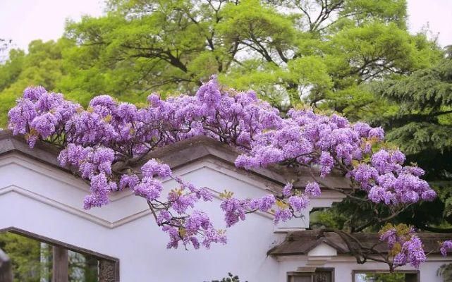 隆重推荐！这个假期，一定要来无锡看看！