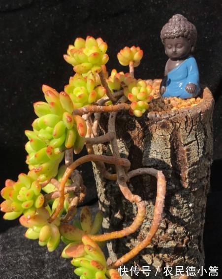 春萌|秋天养盆多肉春萌,叶片肥厚有光泽,颜色透黄状态好,养成小老桩