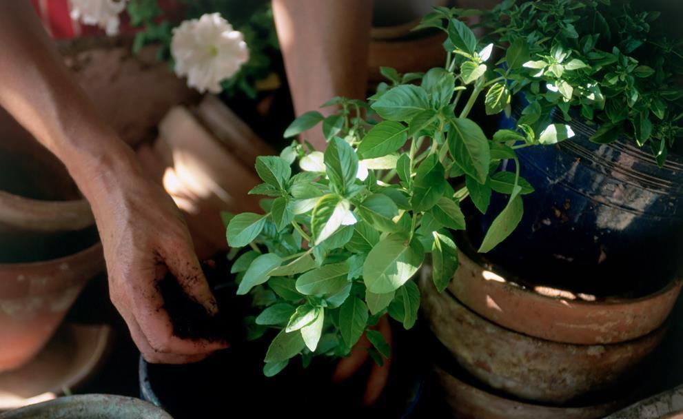 胃溃疡|如果你只知道核桃补脑,这几个功能却不知道,那就太可惜了
