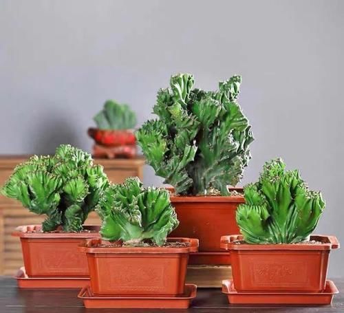  懒人|最适合懒人养的5种花，省心又好养，偶尔浇浇水就可以活