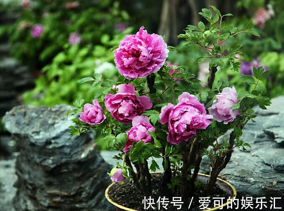 有名的“12种旺财花”,吉祥又大气,养成老桩更“旺家”