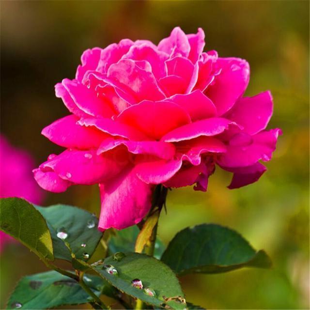 牡丹移植成盆景容易死,没掌握这些技巧,肯定不好活