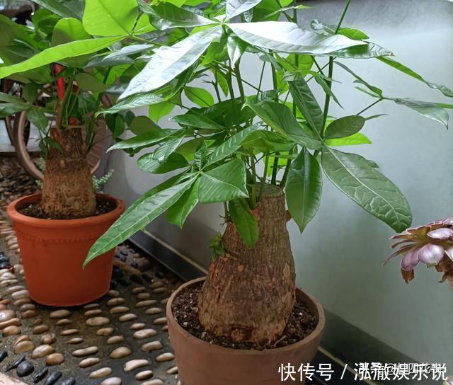 7种花,就要“穷着养”,花盆越小,长势越喜人