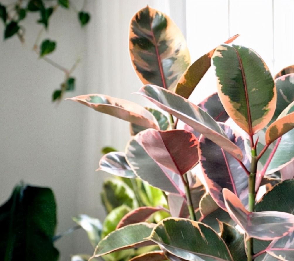 6种绿植不一般,叶比花要好看,摆在家里有格调