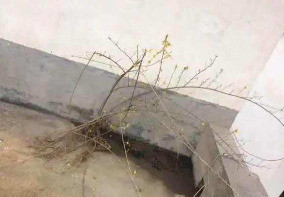 门口种了一棵花,竟被说是不吉利,怼回去:关你P事