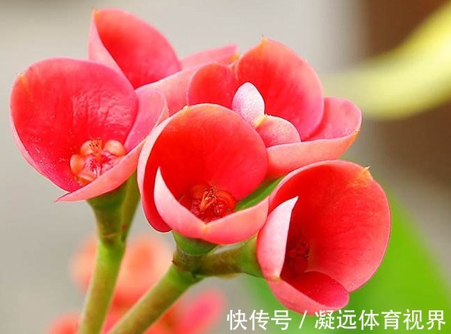 适合新手养的阳台精品花卉有哪些,装扮你的阳台,还能花香十里