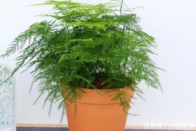 冬天养护文竹,避开这几个误区,叶片绿油油的越长越旺盛