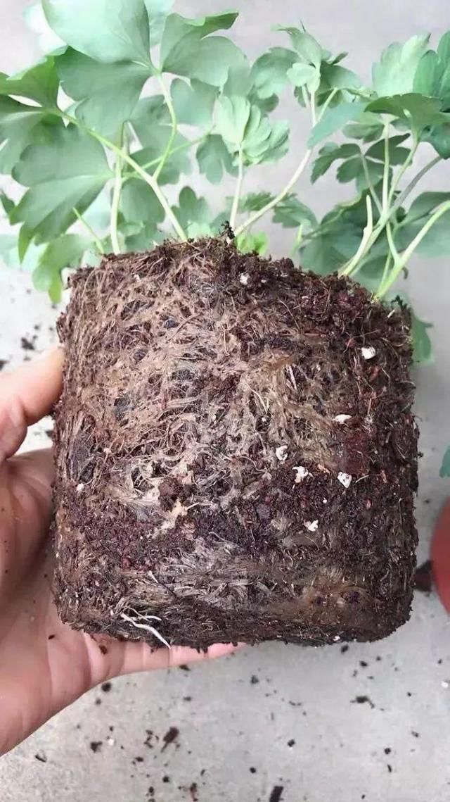 这花名字土掉渣,开花却特美,花期长达3个月