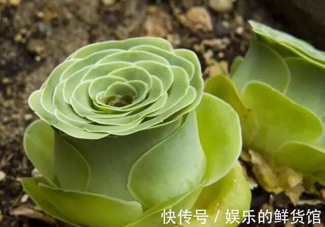 多肉长残的照片，看一次笑一次，根治各种抑郁