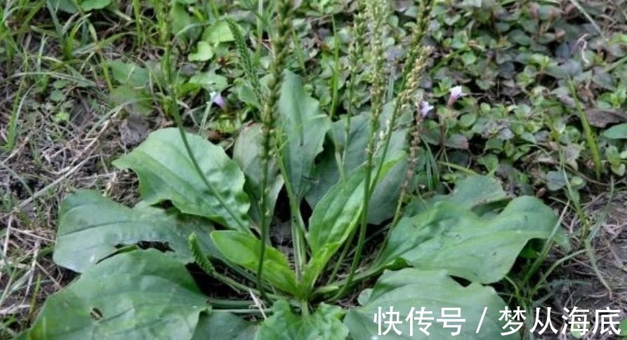 车前草|农村地区有这样一种野草,叶子看上去就像猪耳朵,你们见过吗?