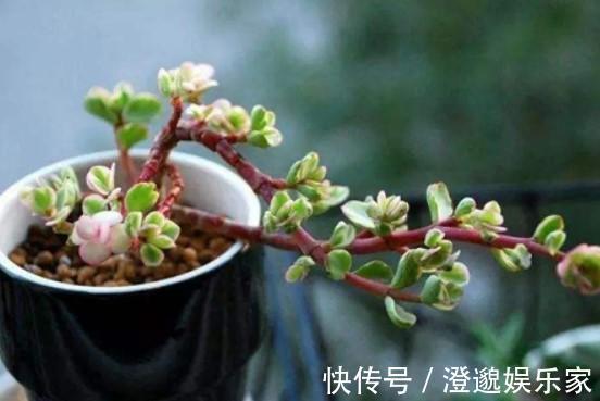 修剪|养了5年金枝玉叶修剪学点小方法,新芽嫩叶蹭蹭往外长!