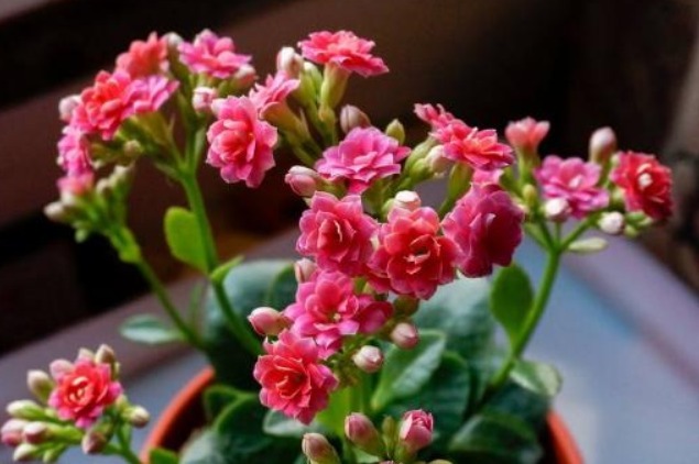 长寿花喝上“天然促花水”，30天就开爆盆，开完还开