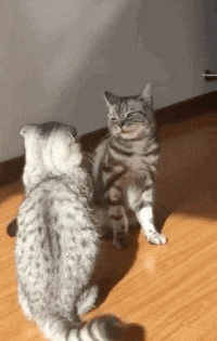 |搞笑GIF段子:吉祥娃,放开妹纸,有本事也别冲我来