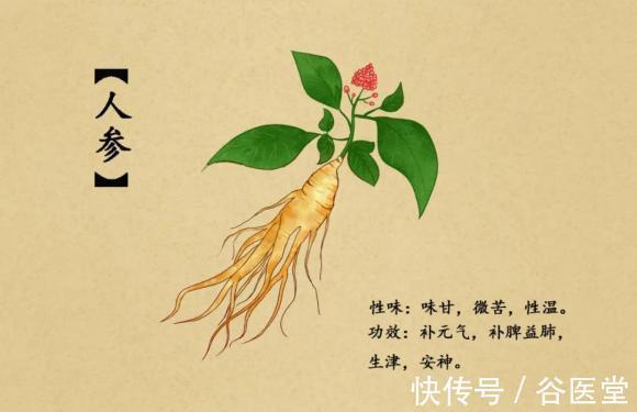 人参|谷医堂何瑞琪:“百草之王”人参,5大功效4种食疗法