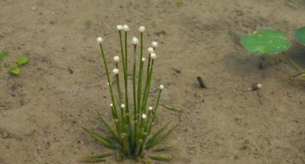 河边一种植物，酷似节节草，南北多有，治一切头风痛，目疾等证