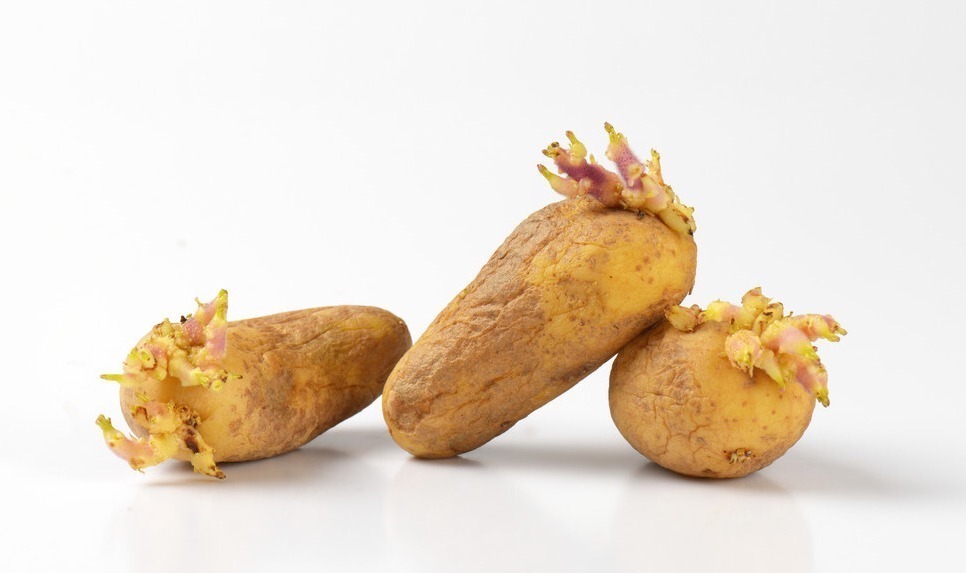 蔬菜|孕晚期有三种蔬菜或引发假宫缩,既影响预产期判断,又易致早产