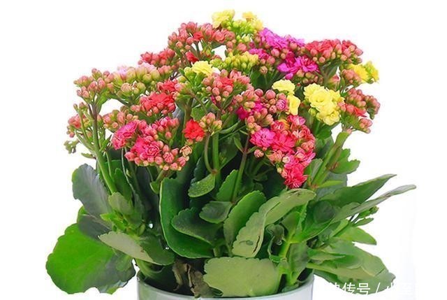 月季花|五种花就要勤修剪,越剪开花越多、越茂盛,要不花量少又难看