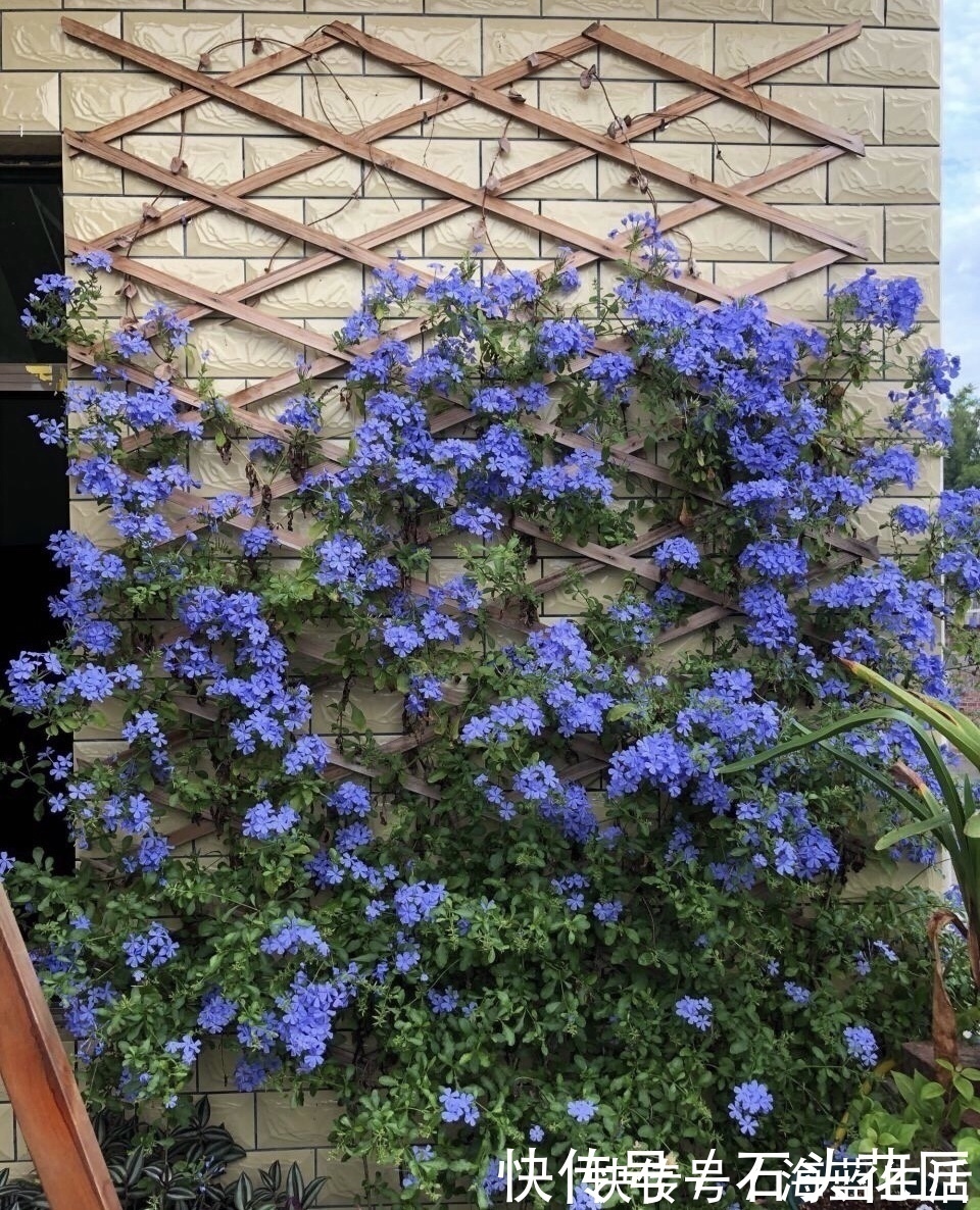 家里有5种花，12月之前要“动剪刀”，舍得剪、花量翻倍