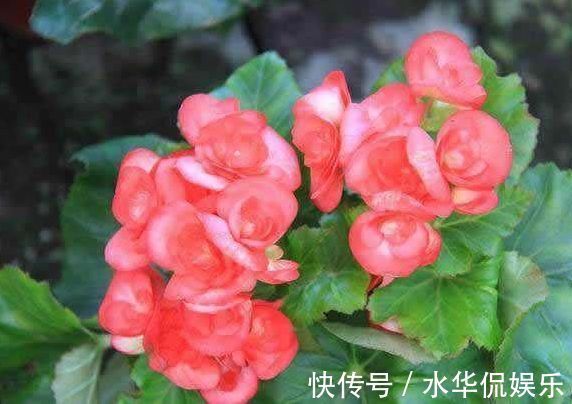 四季海棠|喜欢牡丹，不如养”优良名菊“徐妃醉妆，如秀丽妆容，清奇典雅