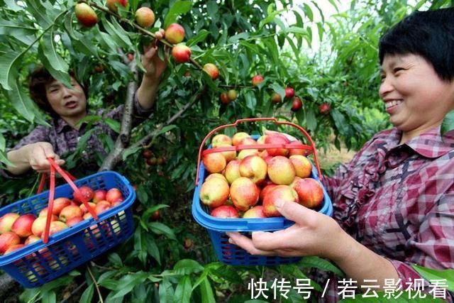 内火旺|农村水果正值旺季,古人称是“肺之果”,不吃太可惜了