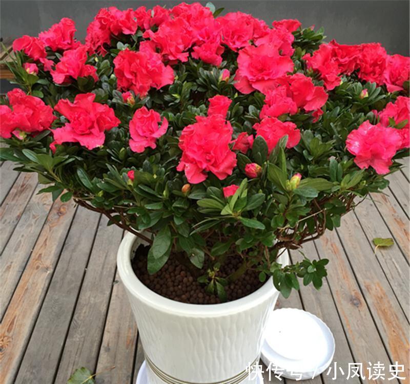 6种“富贵花”天生怕晒,客厅没光照,照样开满花,吉利旺家