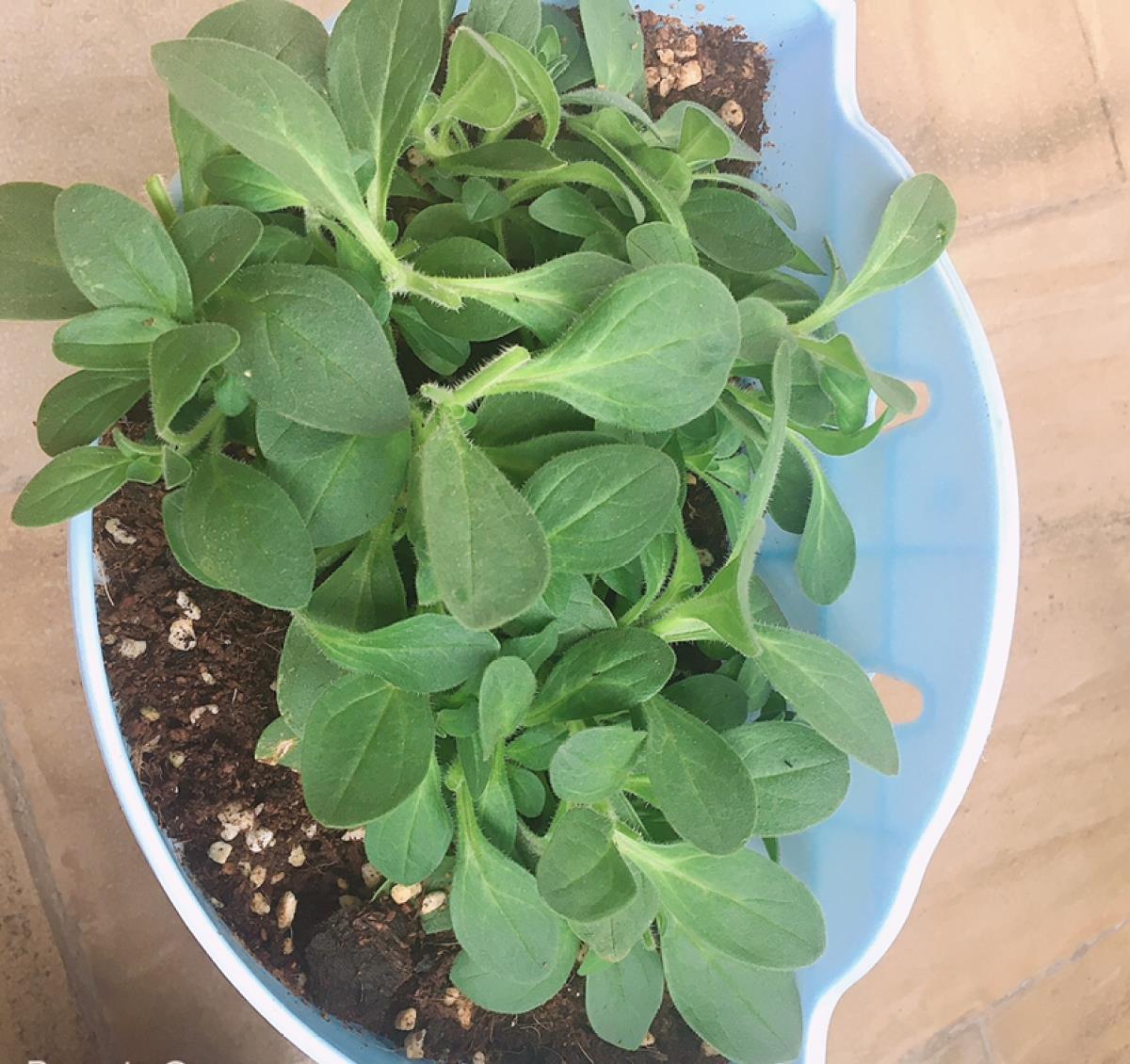 球菊球菊|花朵中的“爆花机器”,初秋正是生长旺季,越“掐”花越多