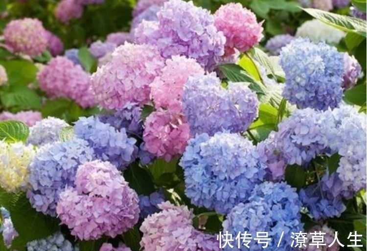 养花就养4种花，家里养一盆，开花漂亮花期长，不易生病好养护